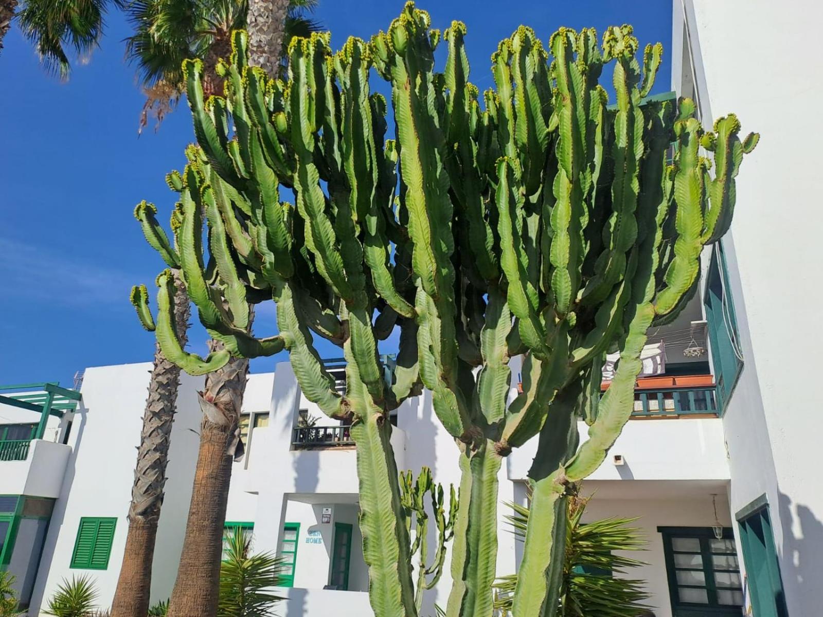 Azul Tuscan Playa Y Piscina 코스타 테기세 외부 사진